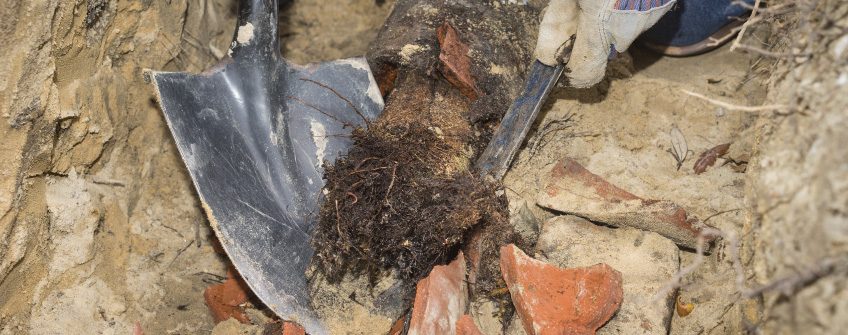 Tree root removal from a sewer line